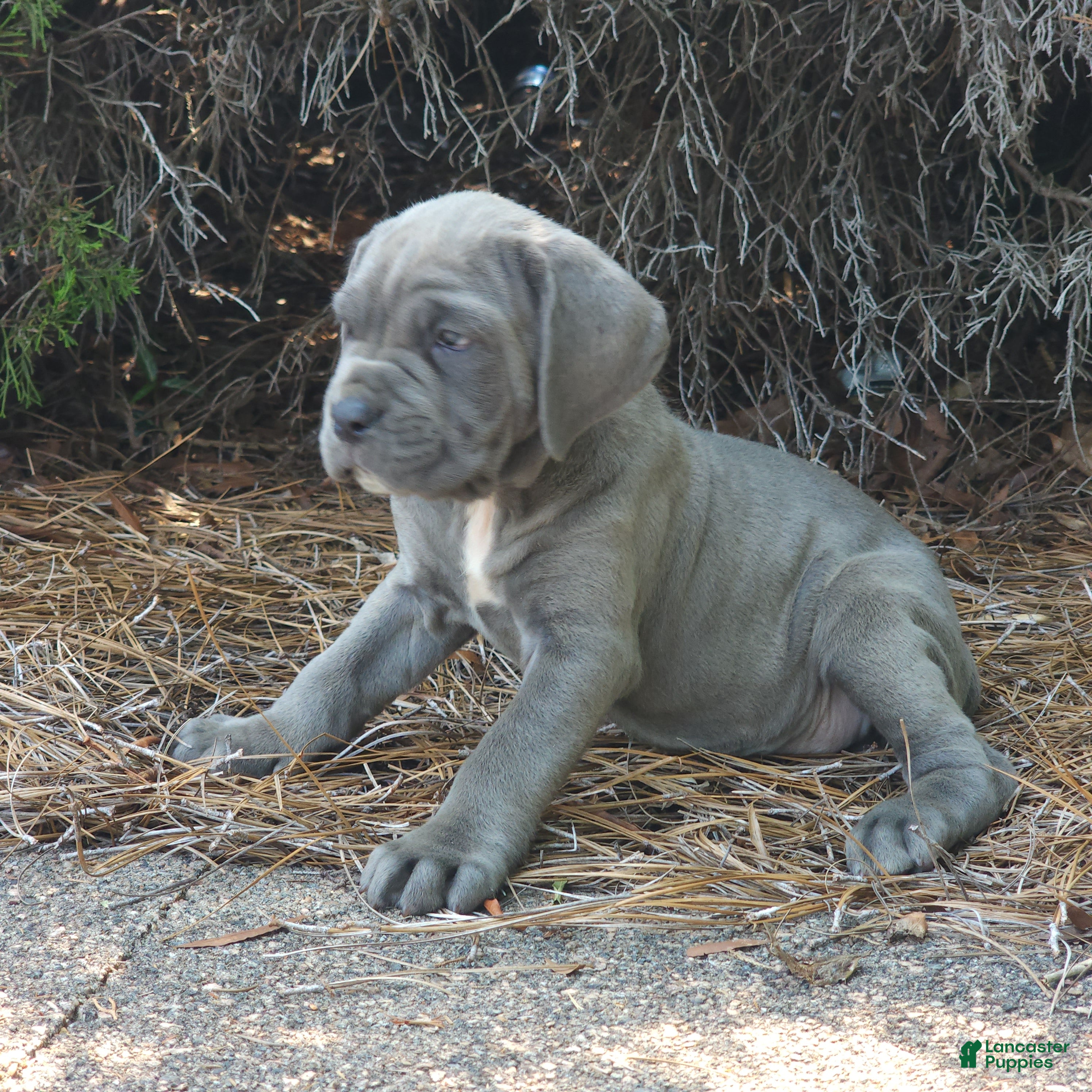 Neapolitan Mastiff dogs Sara - Ad 2