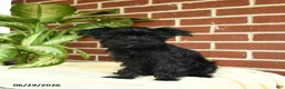 Yorkshire Terrier dogs for sale: Raven - Ad 5