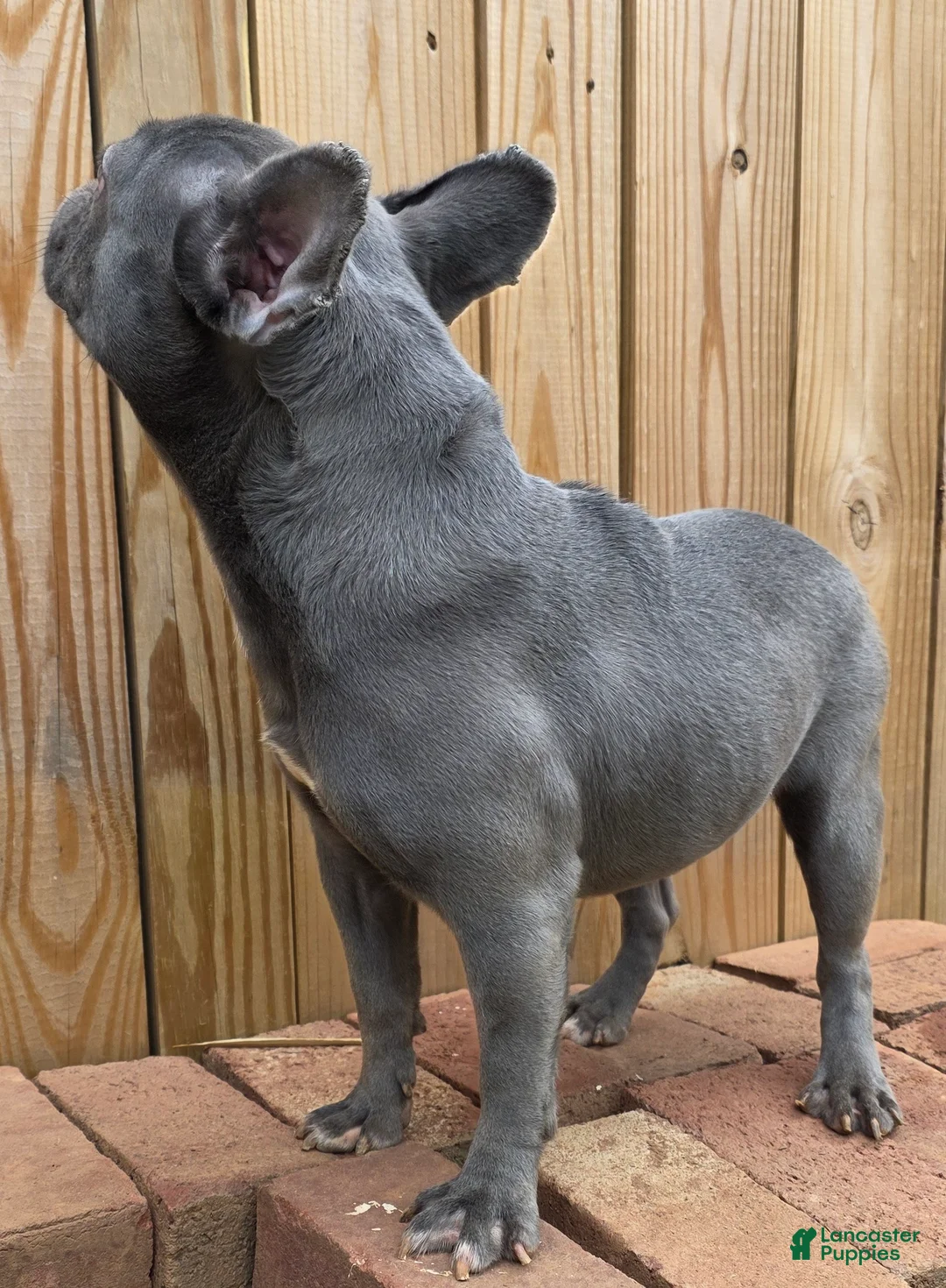 French Bulldog dogs for sale: French Bulldog Puppy 2 - Ad 4