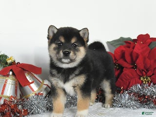 Shiba Inu dogs Gypsy - Ad 20