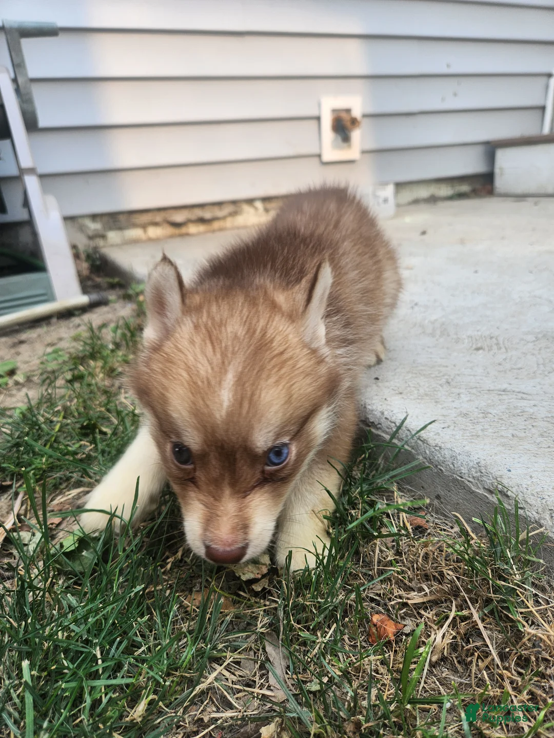 Siberian Husky dogs for sale: Siberian Husky 2 - Ad 2