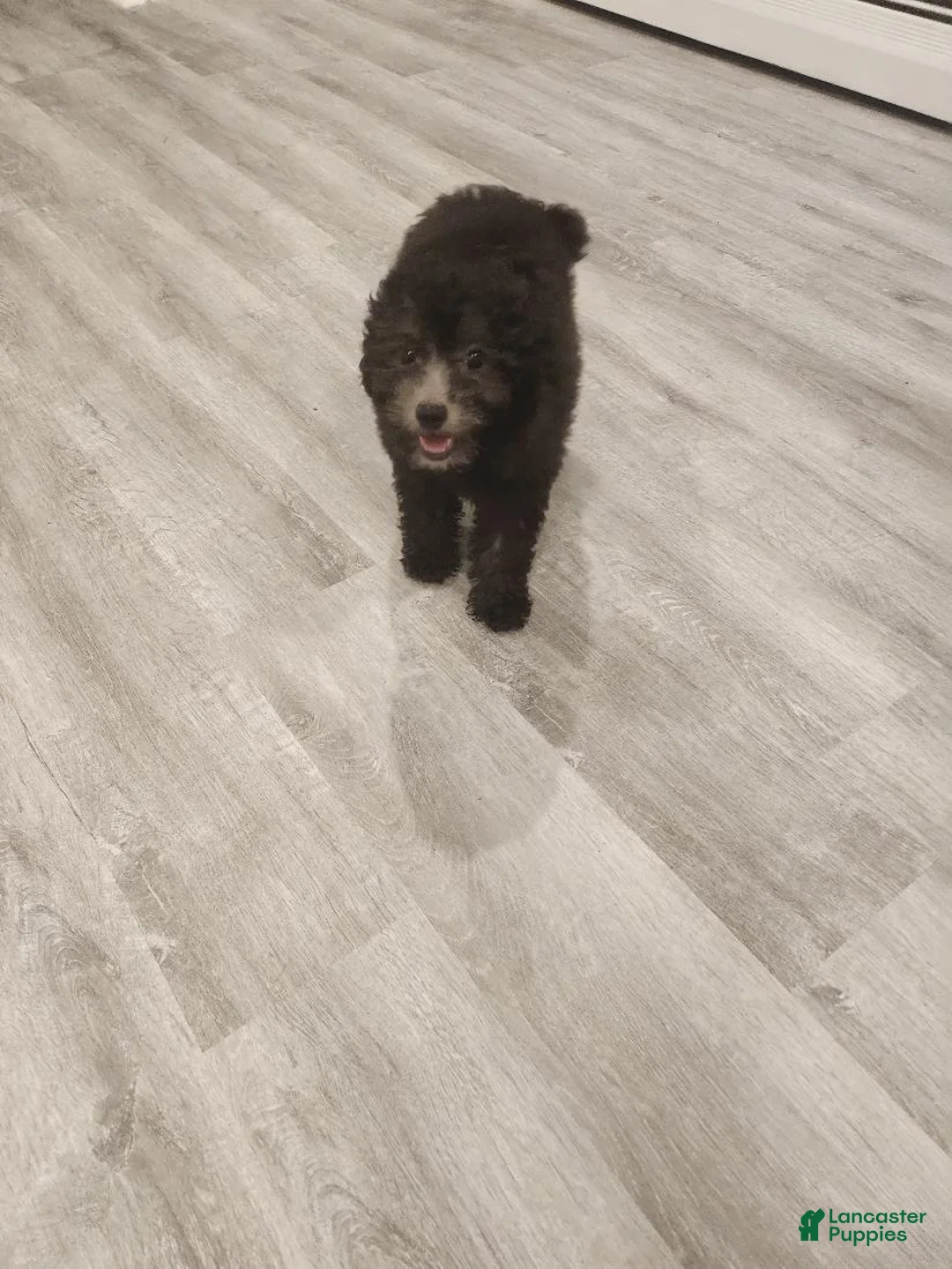 Toy Poodle dogs for sale: Leah - Ad 2