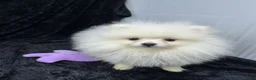 Pomeranian dogs for sale: Casper - Ad 3