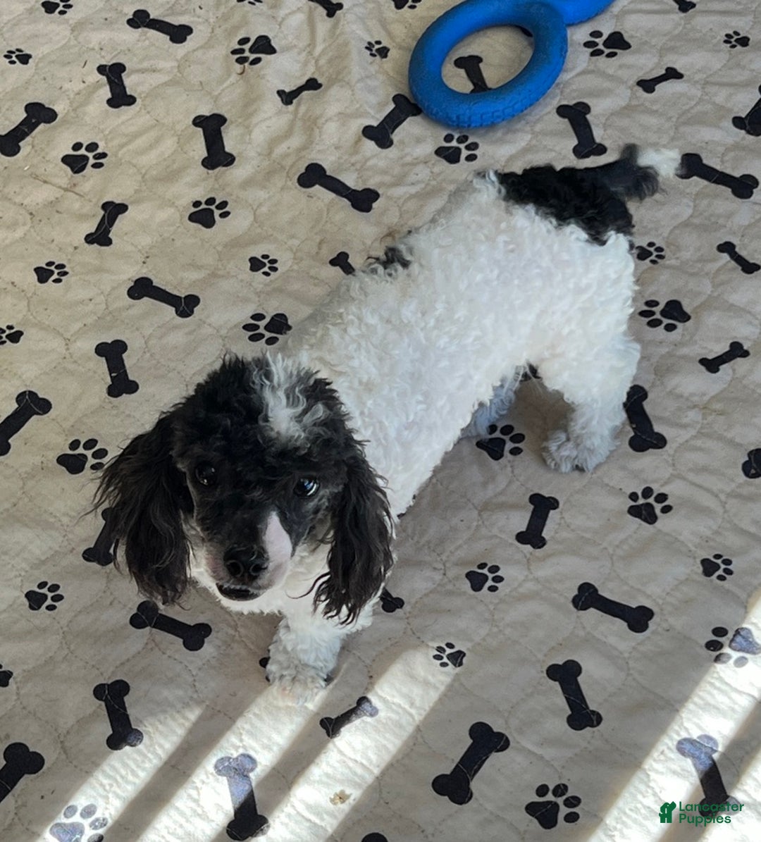 Toy Poodle dogs for sale: Kelly - Ad 1