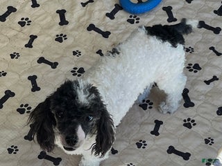 Toy Poodle dogs Kelly - Ad 9