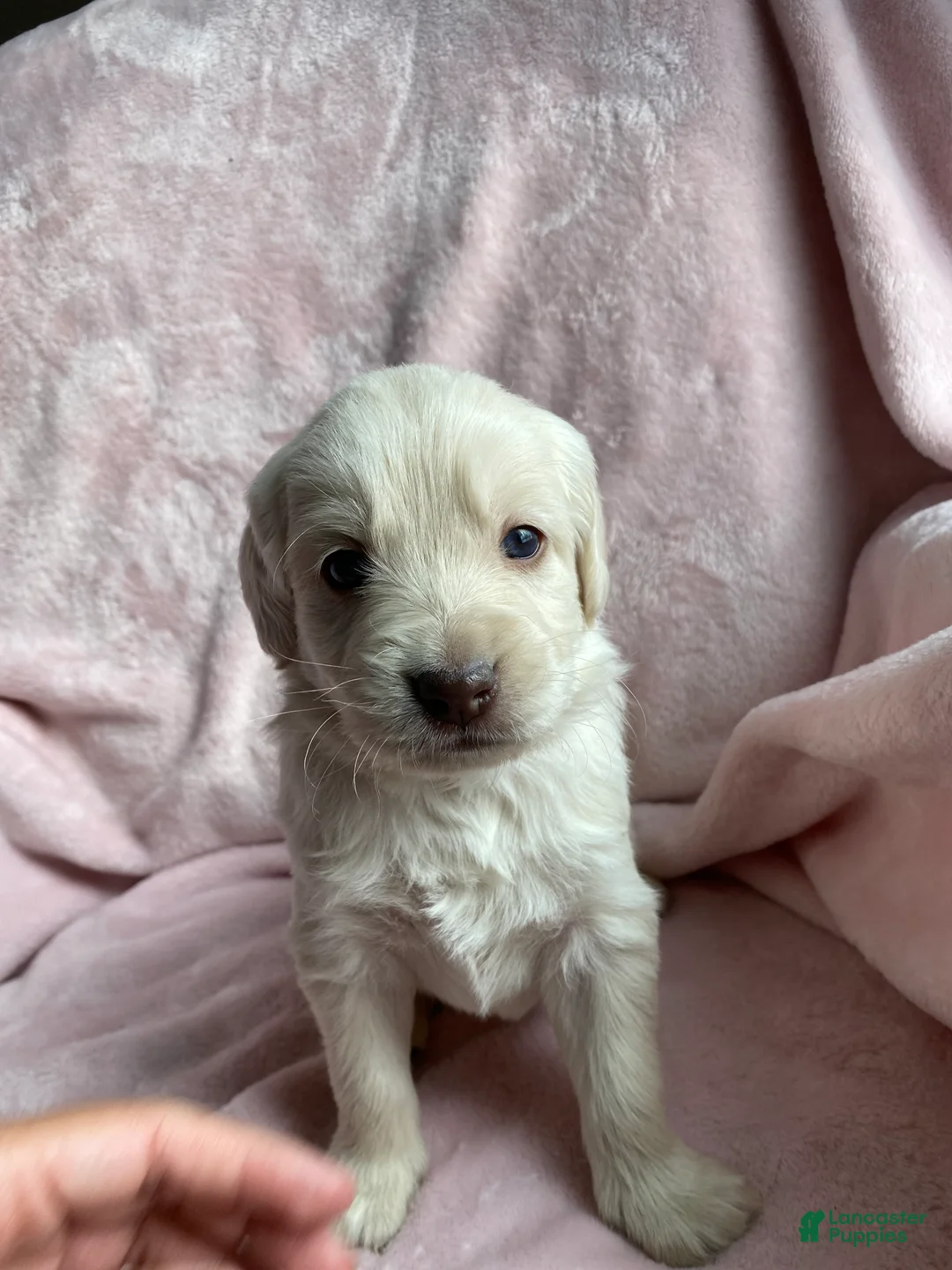 Mixed Breed dogs for sale: Max jr  - Ad 5