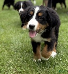 Bernese Mountain Dog dogs Gracie - Ad 24