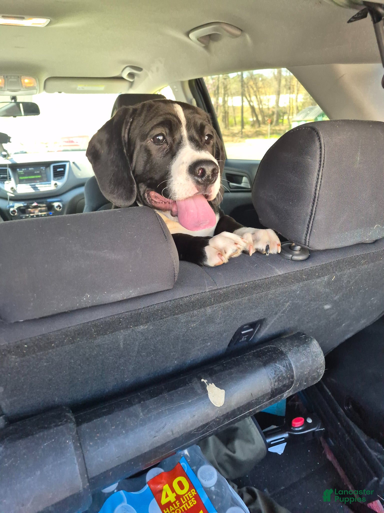 Mixed Breed dogs Charlie  - Ad 2