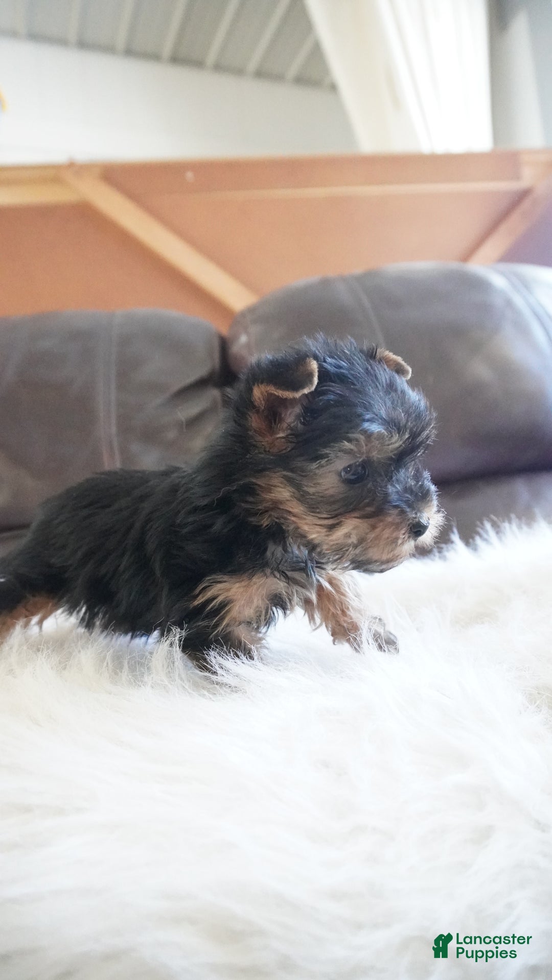 Yorkshire Terrier dogs for sale: Yorkshire Terrier Puppy 1 - Ad 3