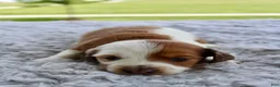 Miniature Dachshund dogs for sale: Miniature Dachshund 1 - Ad 3