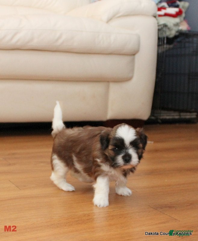 Malshi dogs Benni - Ad 1