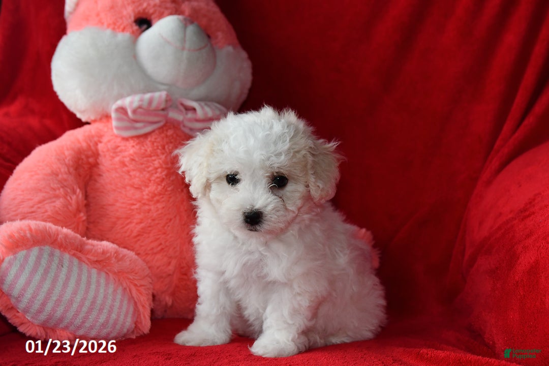Bichpoo dogs for sale: Jody - Ad 3