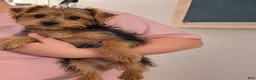 Yorkshire Terrier dogs for sale: Louis  - Ad 3