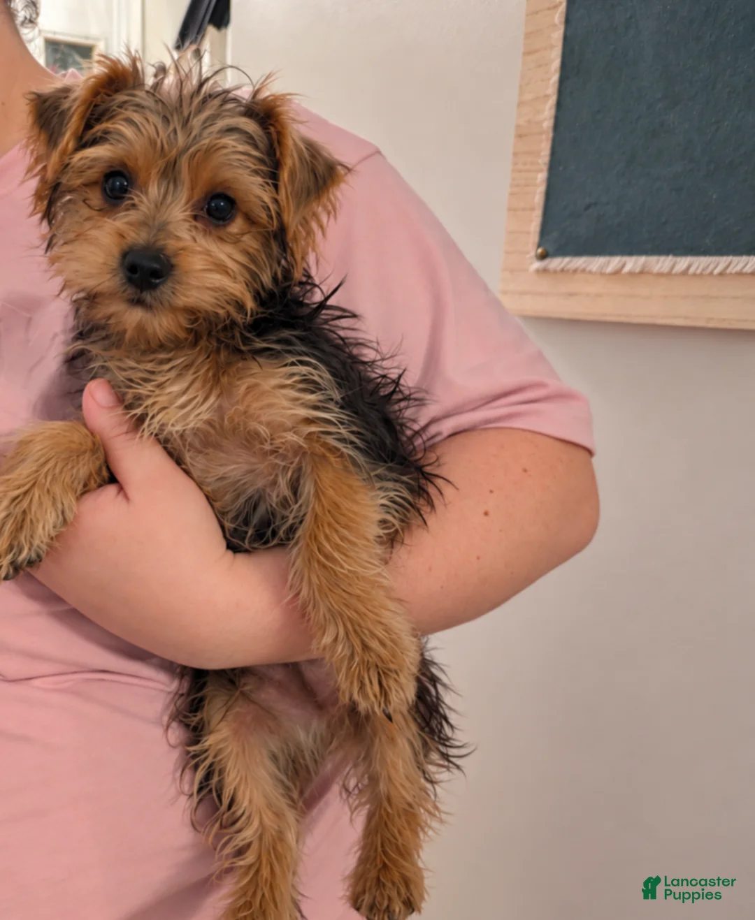 Yorkshire Terrier dogs for sale: Louis  - Ad 3