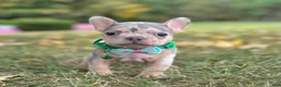 French Bulldog dogs for sale: Bella Rose 🌹  - Ad 3