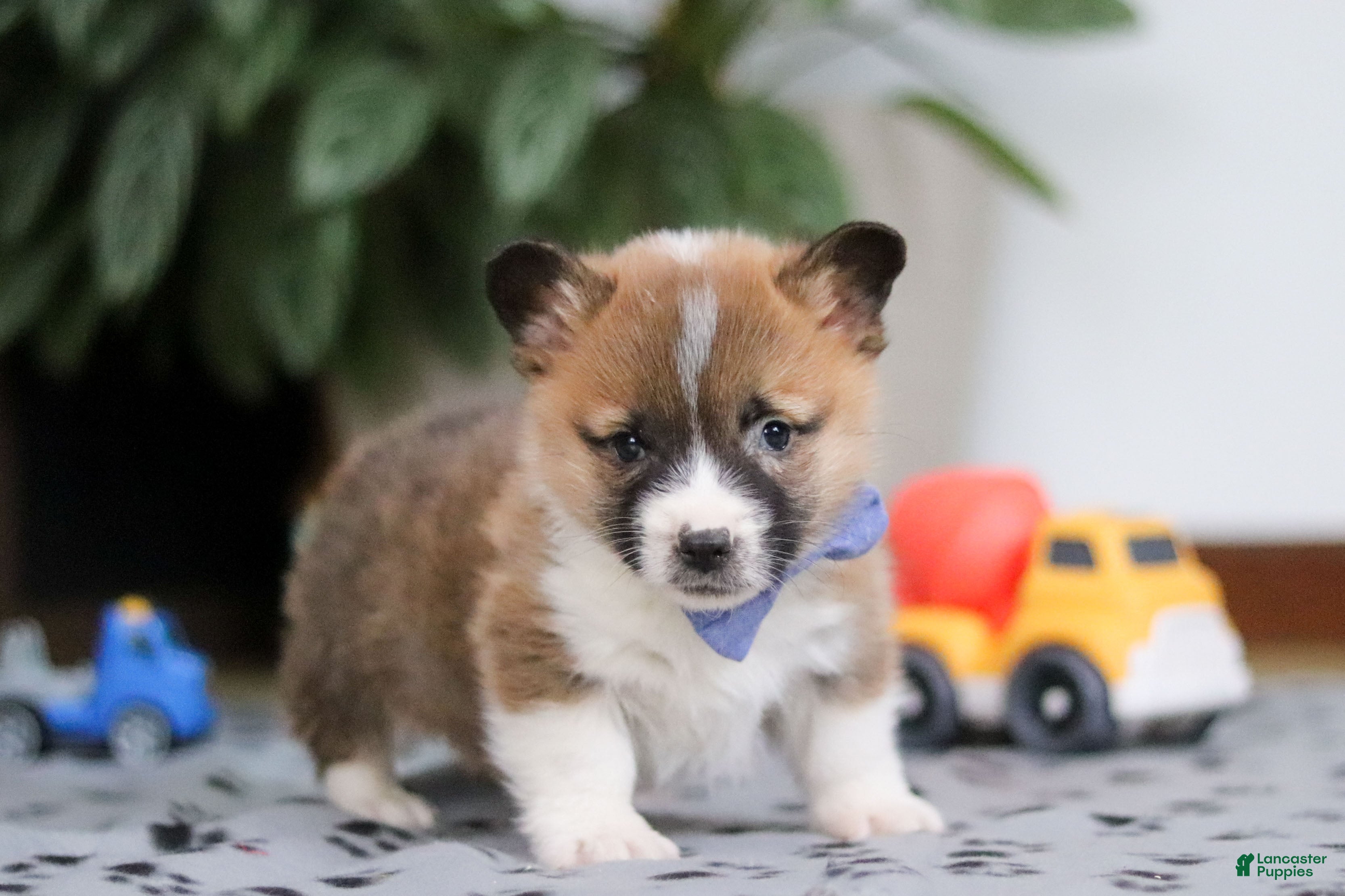 Welsh Corgi Pembroke dogs Arthur - Ad 11