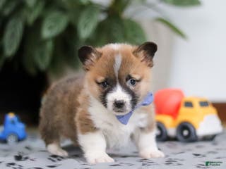 Welsh Corgi Pembroke dogs Arthur - Ad 11