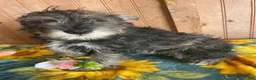 Miniature Schnauzer dogs for sale: Axel - Ad 4