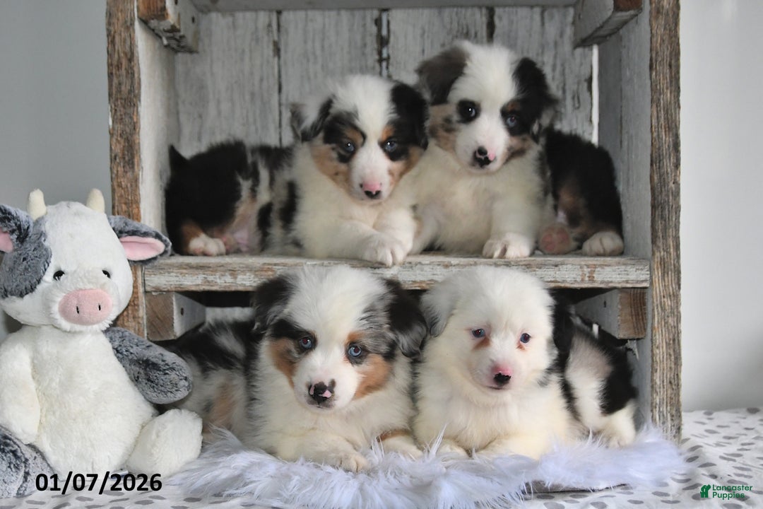 Miniature Australian Shepherd dogs for sale: Douglas - Ad 2