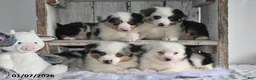 Miniature Australian Shepherd dogs for sale: Douglas - Ad 2
