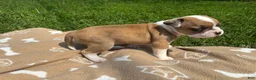 Frenchton dogs for sale: Zotz - Ad 4