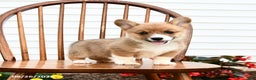Welsh Corgi Pembroke dogs for sale: Bear - Ad 5
