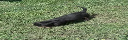Miniature Dachshund dogs for sale: Miniature Dachshund 1 - Ad 6
