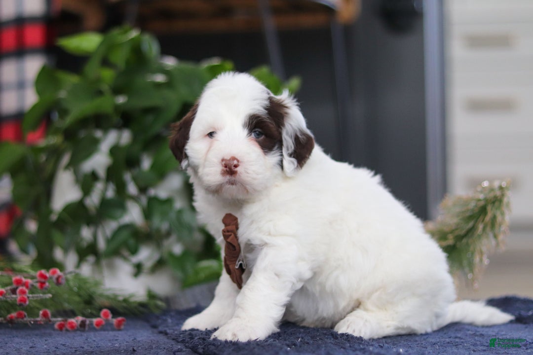 Portuguese Water Dog dogs for sale: Niko - Ad 3
