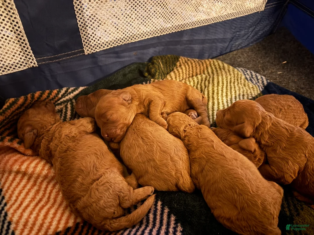 Mini Goldendoodle dogs for sale: Mini Goldendoodle Puppy 5 - Ad 1