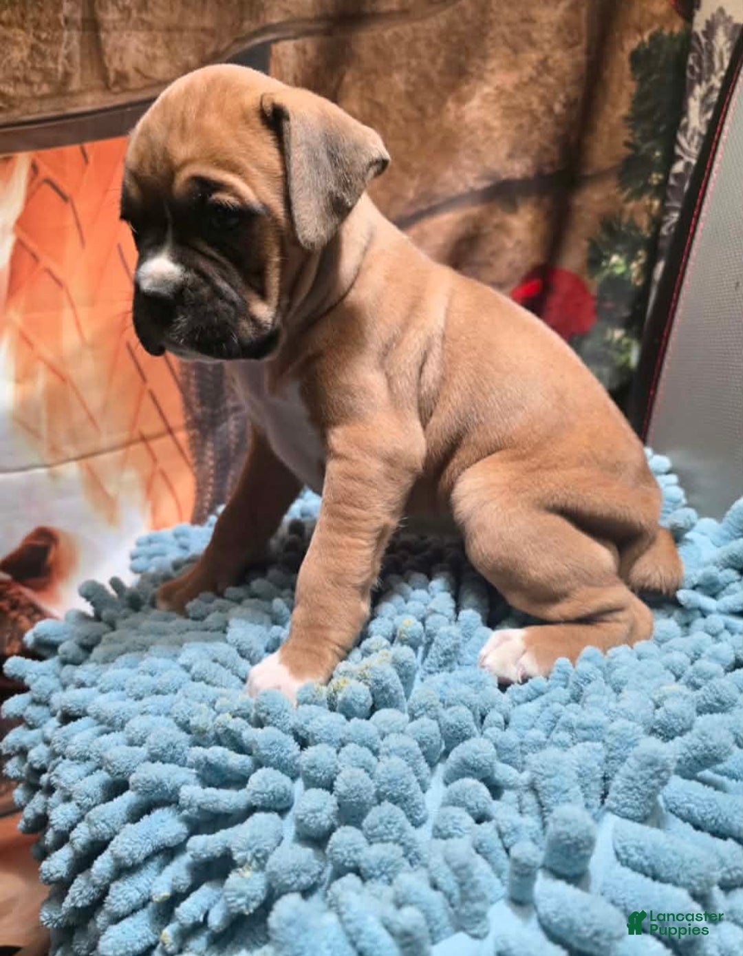 Boxer dogs for sale: Laney - Ad 4