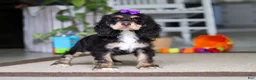 Cocker Spaniel dogs for sale: Hazel - Ad 3