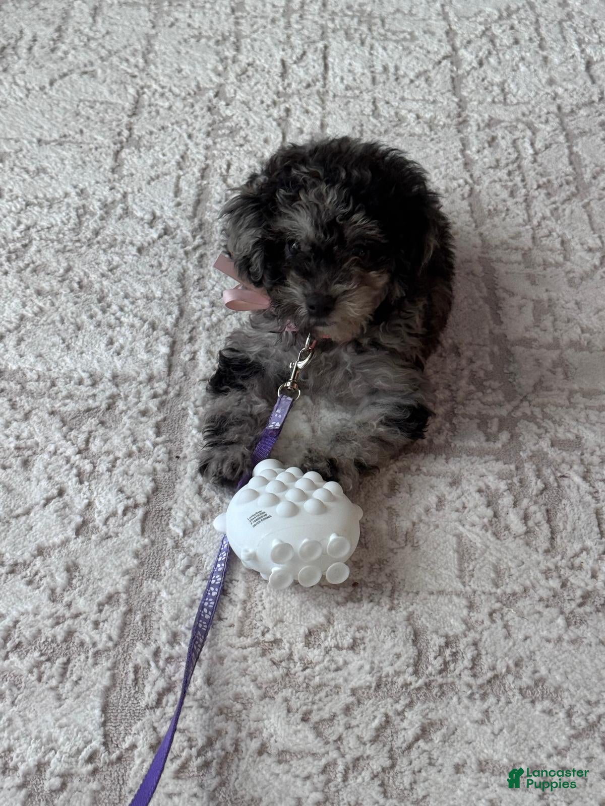 Toy Poodle dogs Toy Poodle Puppy 1 - Ad 26