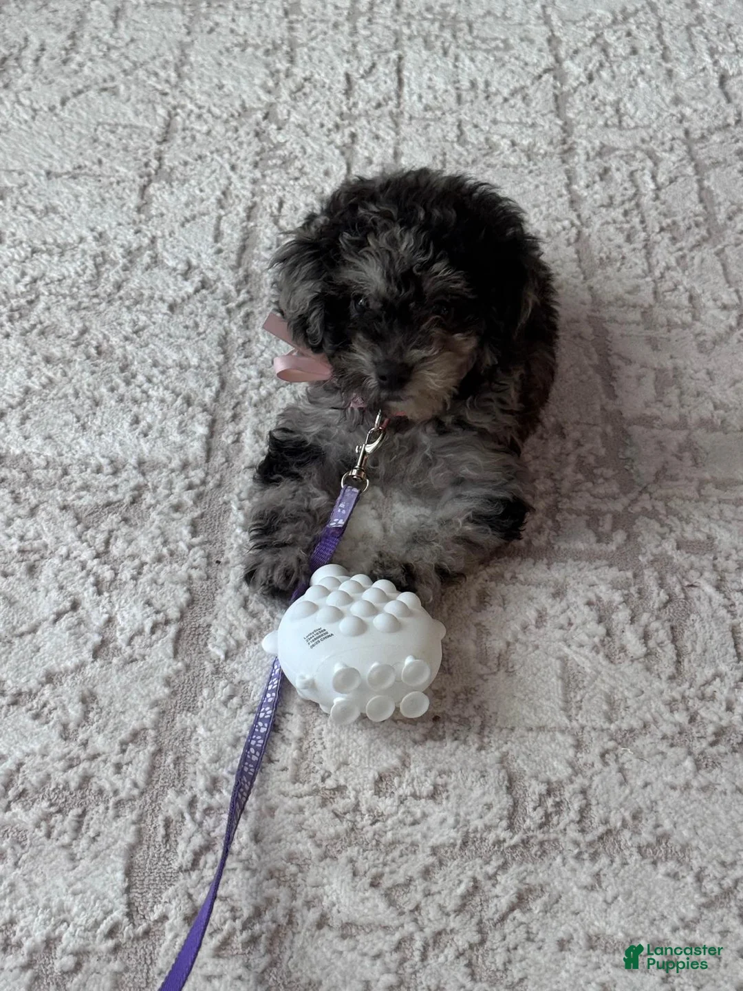 Toy Poodle dogs for sale: Toy Poodle Puppy 1 - Ad 2