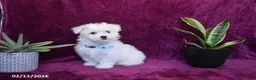 Maltese dogs for sale: Jaylon - Ad 3