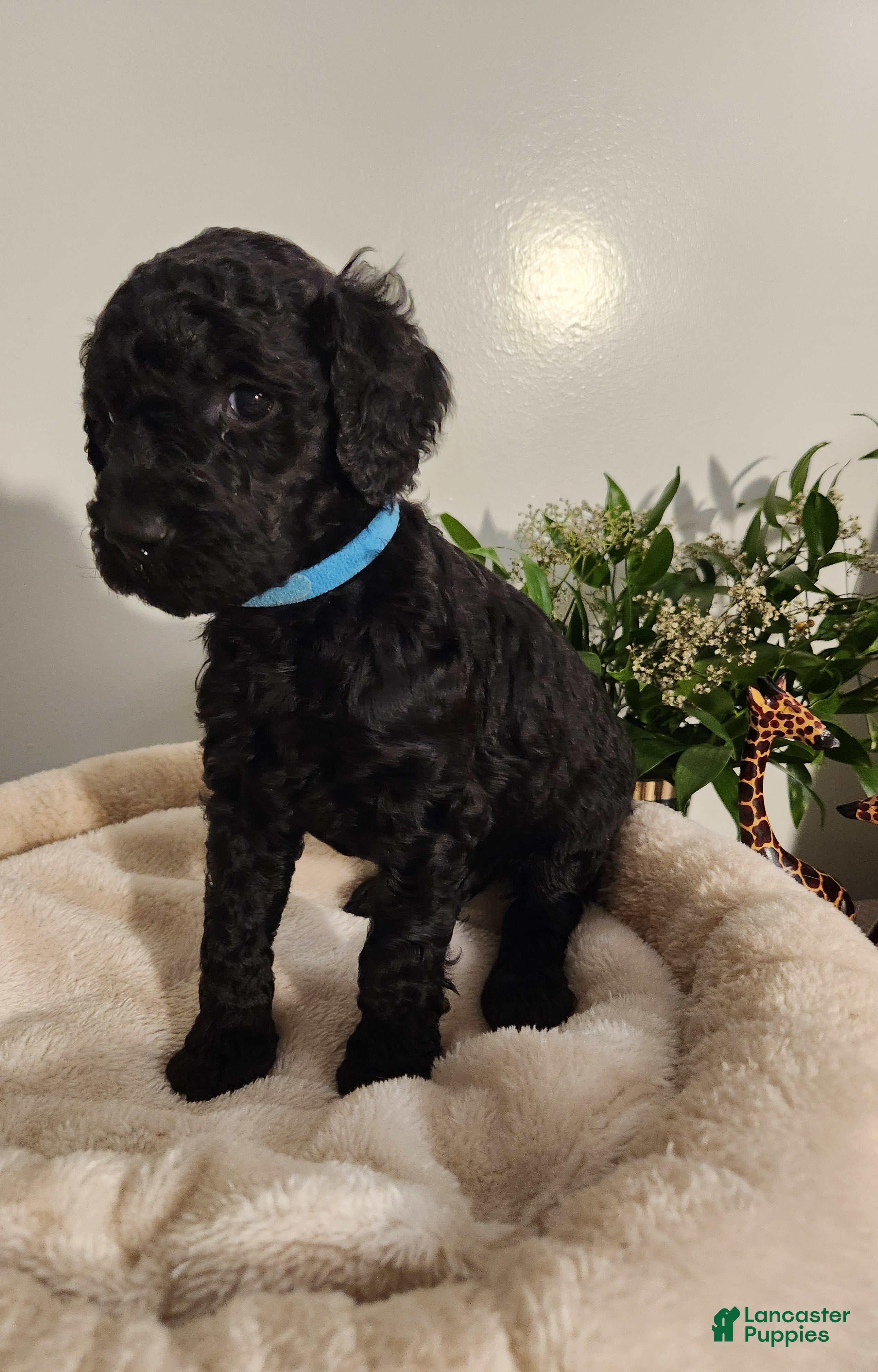 Standard Poodle dogs Blue - Ad 19
