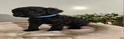 Standard Poodle dogs for sale: Blue - Ad 1