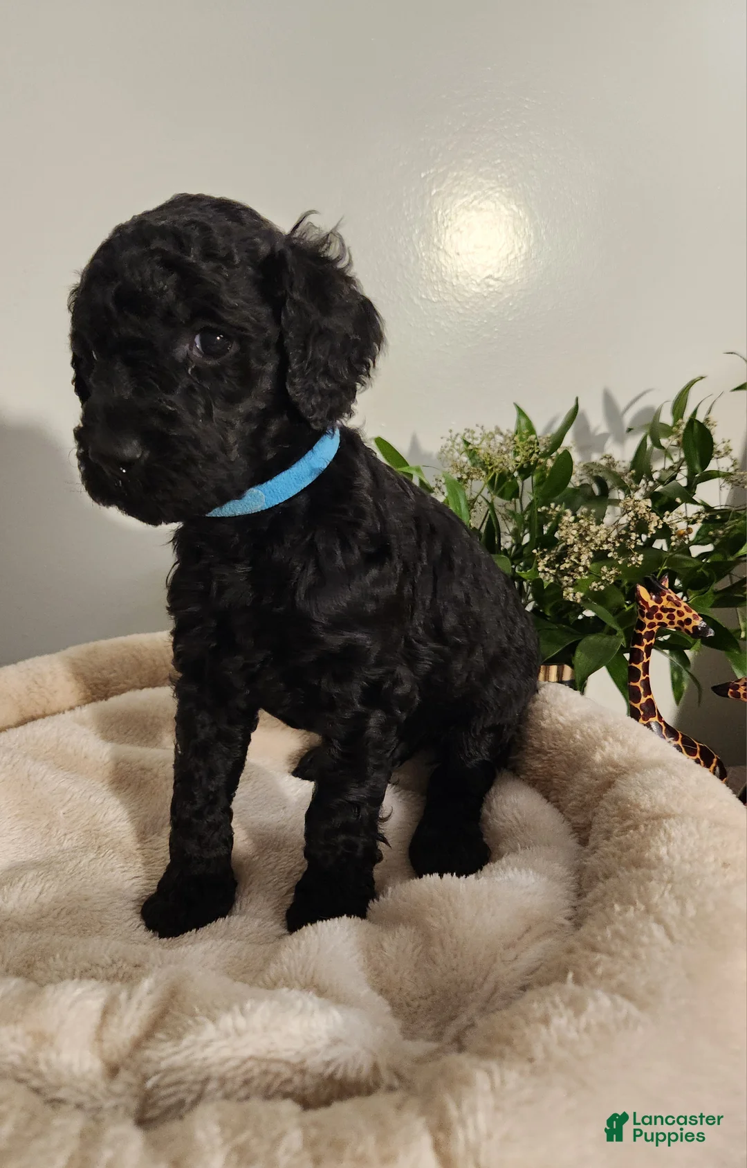 Standard Poodle dogs for sale: Blue - Ad 1
