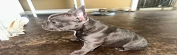 French Bulldog dogs for sale: Maggie - Ad 2