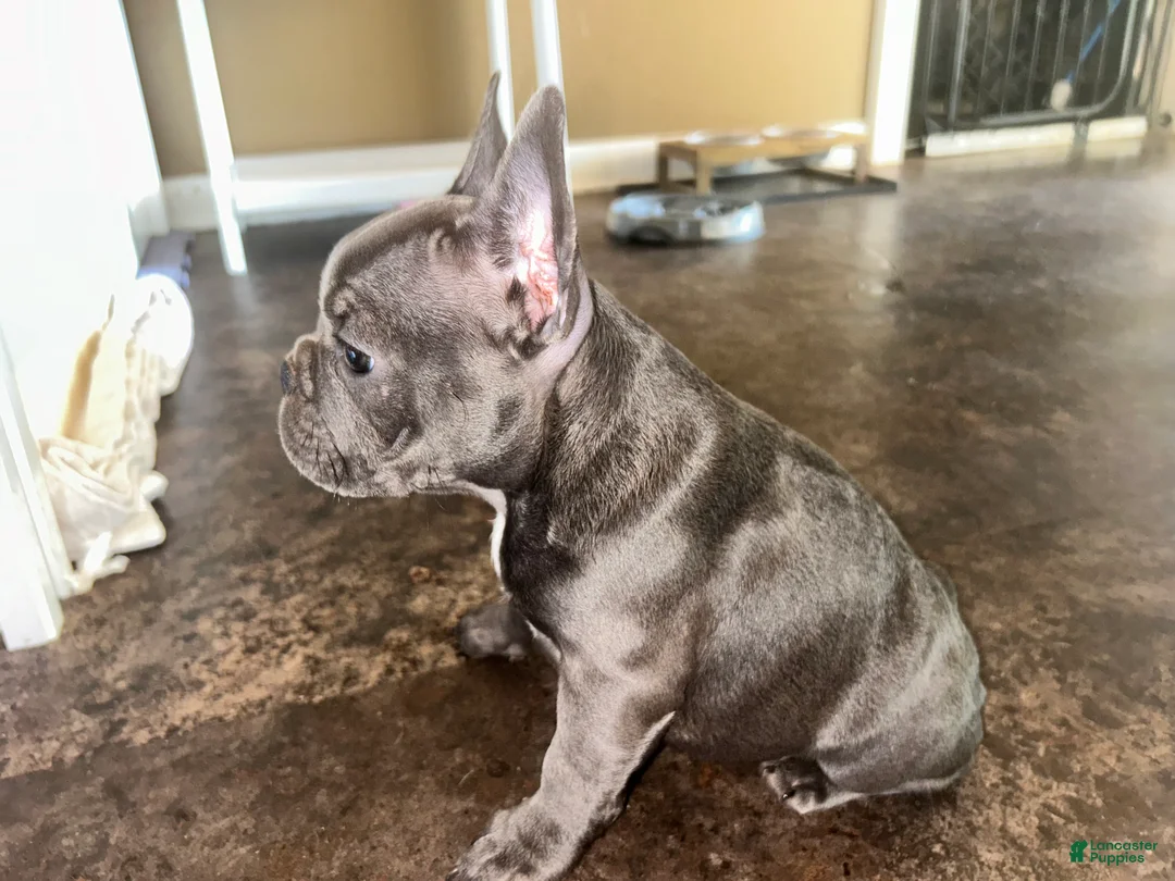 French Bulldog dogs for sale: Maggie - Ad 2