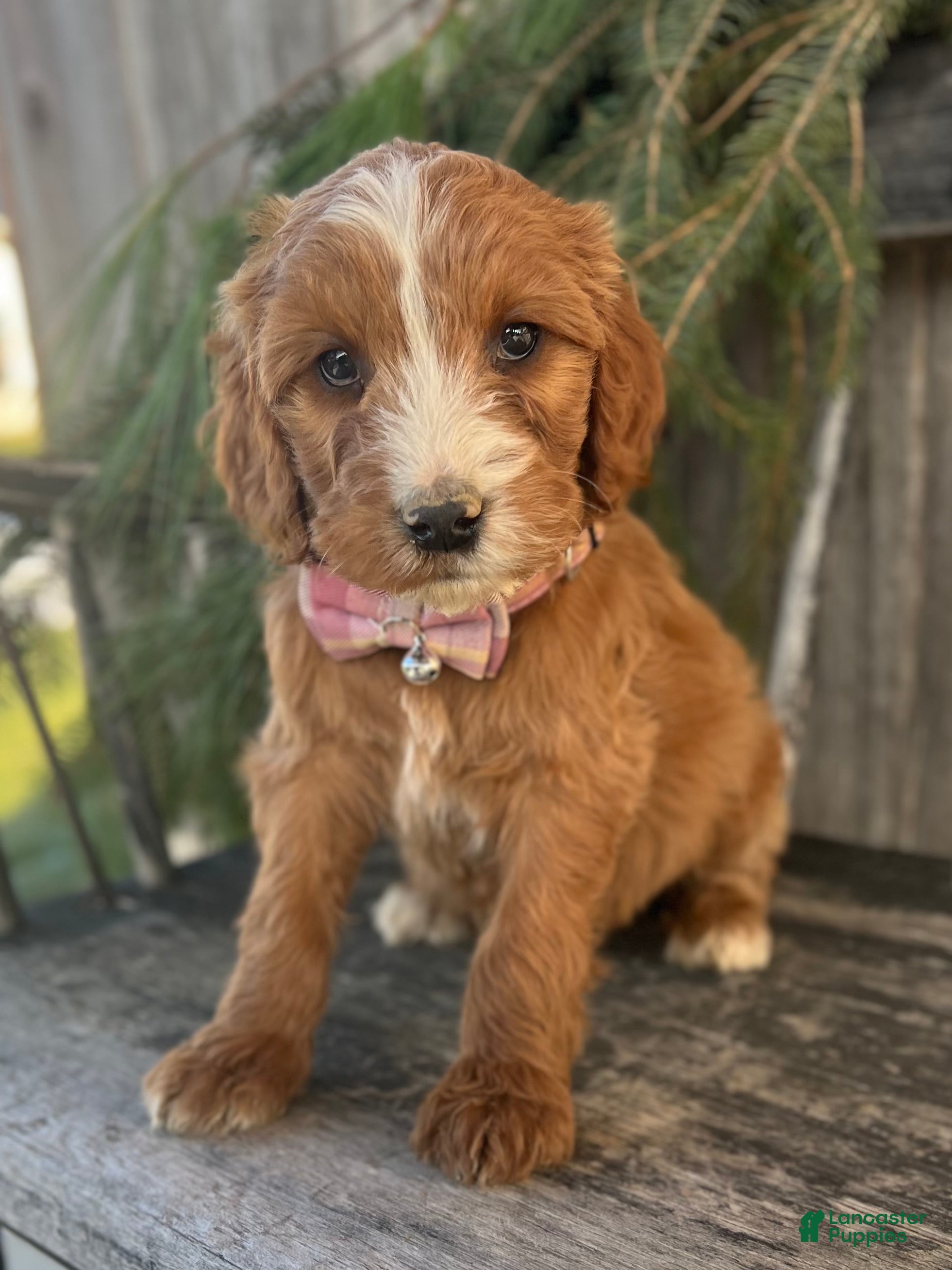 Irish Doodle dogs Oakley - Ad 3