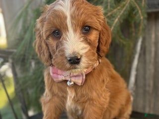 Irish Doodle dogs Oakley - Ad 8