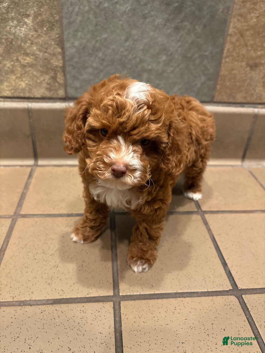 Toy Poodle dogs for sale: Rylee Green Eyes - Ad 2