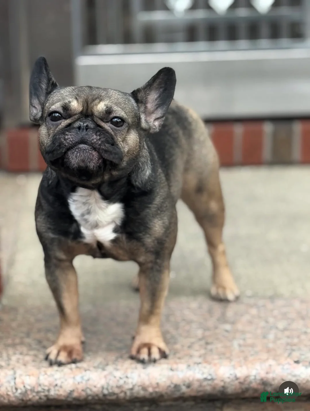 French Bulldog dogs for sale: French Bulldog Puppy 1 - Ad 2