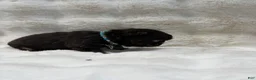 French Bulldog dogs for sale: French Bulldog 4 - Ad 28