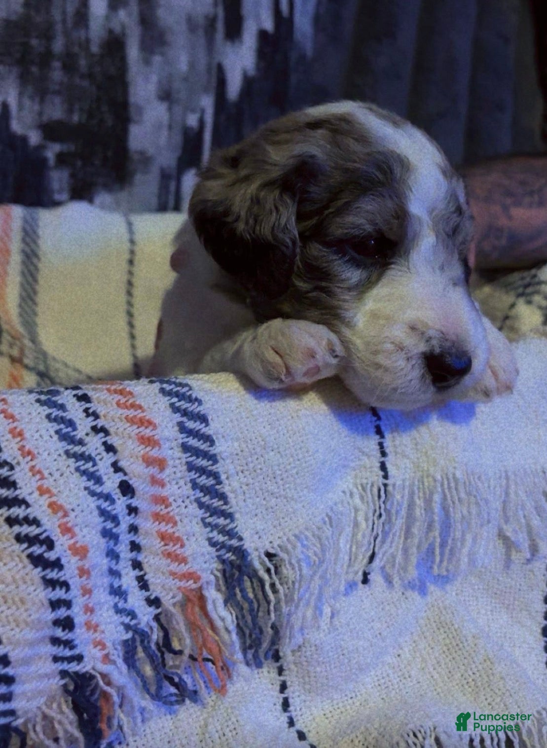 Double Doodle dogs Purple - Ad 3