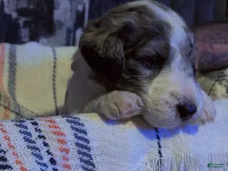 Double Doodle dogs Purple - Ad 3