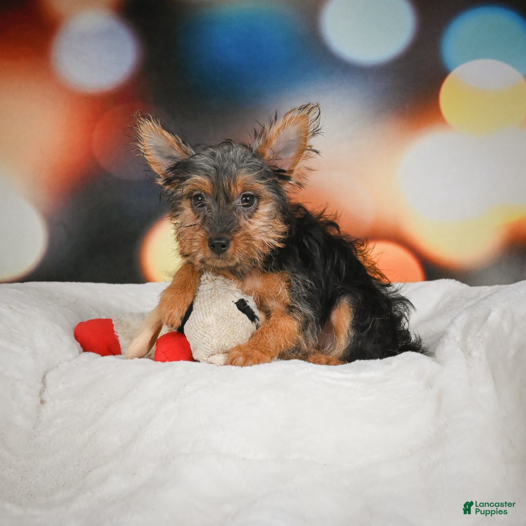 Yorkshire Terrier dogs Yasmin - Ad 18