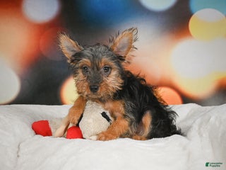 Yorkshire Terrier dogs Yasmin - Ad 7