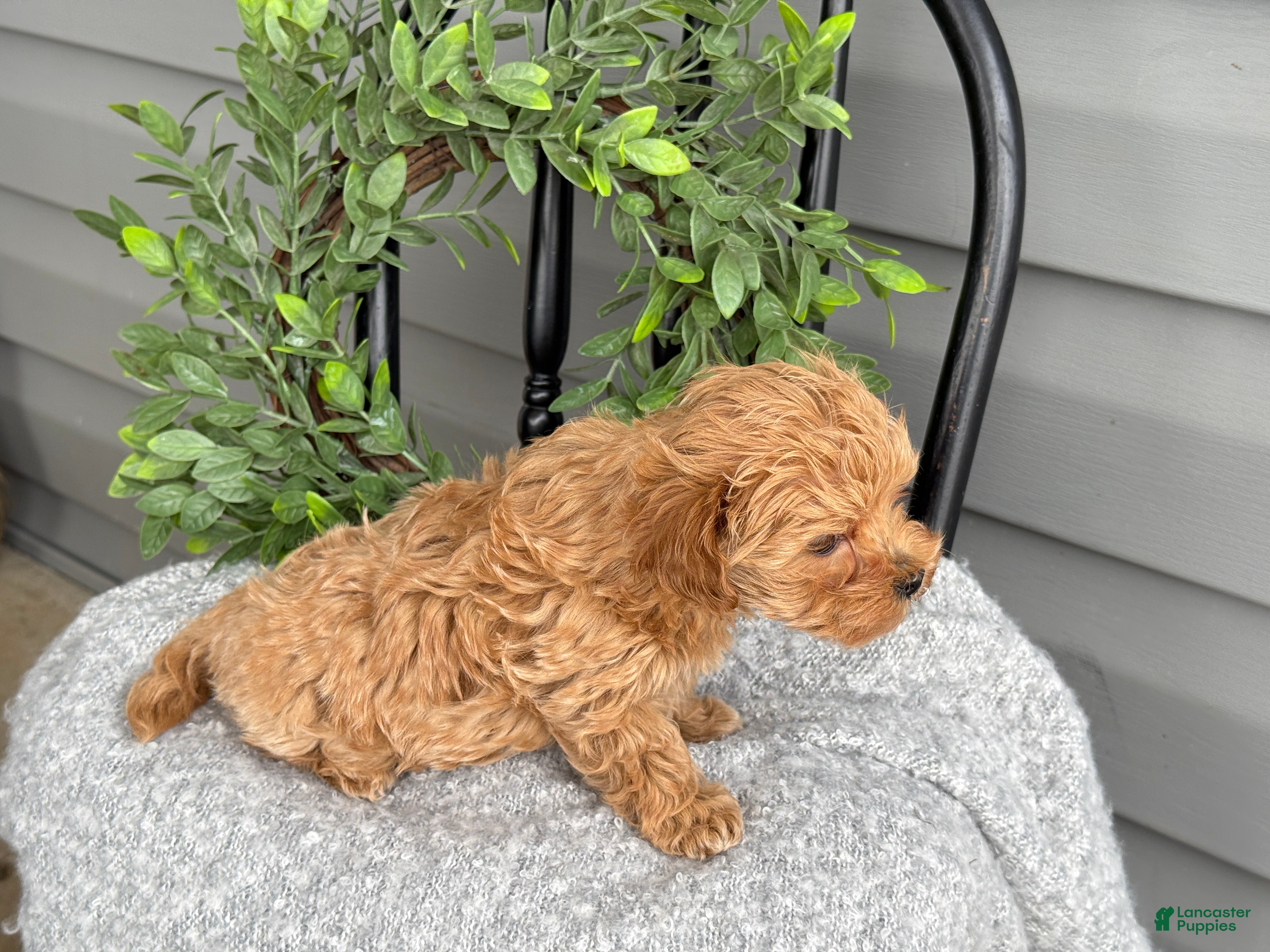 Maltipoo dogs Teacup - Ad 2