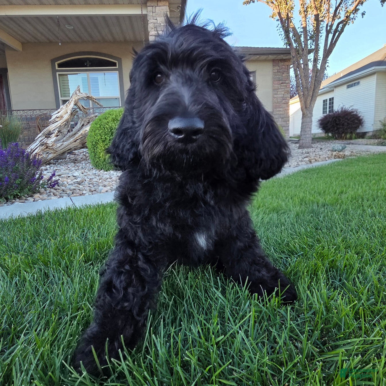 Goldendoodle dogs Jet - Ad 1